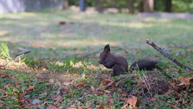A brown squirrel in the park eats a walnut. Adamivka Park, Truskavets city, Ukraine