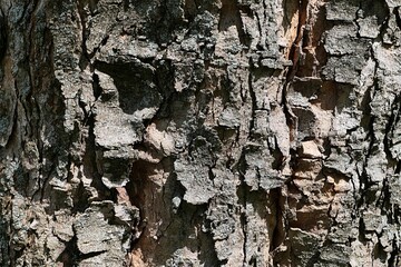 Tile shaped crackles on bark wood of Sycamore tree, also called Sycamore Maple, latin name Acer...