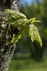Young spring branch sprout and fresh green leaves growing out of Sycamore tree trunk, also known as...