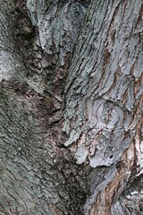 Bark wood texture of twin trunk of silver maple tree, latin name Acer Saccharinum, one trunk with typical vertical peels, sunlit by spring daylight sunshine. 