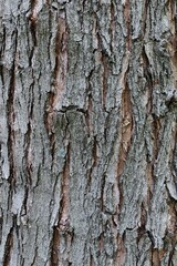 Bark wood texture of silver maple tree, latin name Acer Saccharinum with typical vertical peels, sunlit by spring daylight sunshine. 