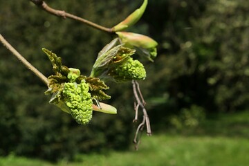 Evolving spring buds and young leaves on Silver Maple tree, also called Creek Maple or Silverleaf Maple, latin name Acer saccharinum, growing in park sunlit by late april daylight sunshine. 