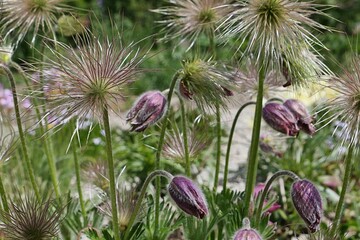 Dense decorative hairy seed heads and closed violet flowers of Pasqueflower plant, latin name...