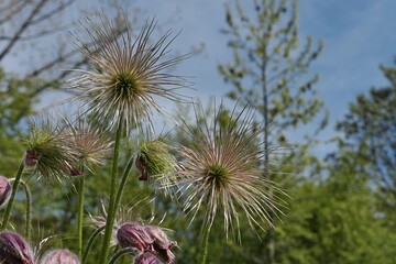 Silky fluffy hairy seed heads of Pasque Flower, possibly Pulsatilla Vulgaris, sunbathing in spring daylight sunshine. 