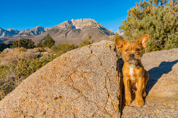 small tan puppy on a rock with a view of the eastern sierra nevada mountains in the background.