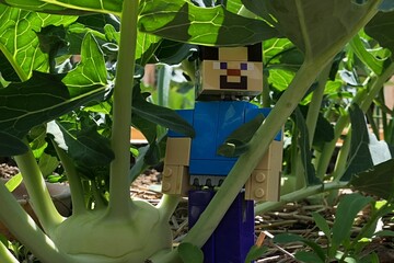Fototapeta premium LEGO Minecraft figure of smiling Steve examining ripening Kohlrabi vegetable plant, also called Turnip Cabbage, latin name Brassica oleracea var. gongylodes in spring garden. 