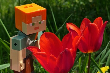Fototapeta premium LEGO Minecraft large figure of main female character Alex adoring two bright red blossoming tulip flowers in spring garden, daylight sunshine. 