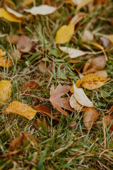 leaves in grass