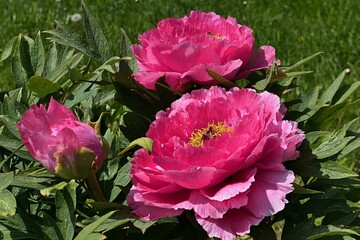 Rich pink flowers of Tree Peony, latin name Paeonia Suffruticosa, sunlit by spring daylight sunshine in park. 