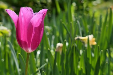 Obraz premium Didiers Tulip (Tulipa Gesneriana), variety possibly Lily-Flowering tulip, sunbathing in spring afternoon sunshine in garden. Some narcissus plants in background. 