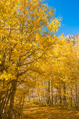 Forrest of Aspens turning a bright yellow rock creek, outside of bishop, california, in the eastern sierra nevada mountains.
