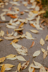 autumn leaves on the ground