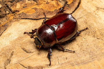 Female rhinoceros beetle. Its scientific name is Oryctes prolixus Wollaston