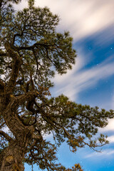 Close-up of a pine tree with starry background