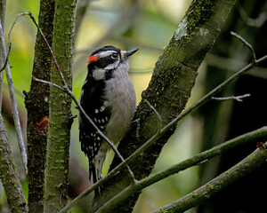 male Downy Woodpecker in a thicket