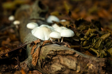 Schleimpilze auf einem abgebrochenen Baumstamm