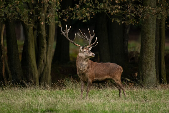 Hirschbrunft im Herbst