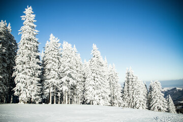 amazing winter landscape with snowy fir trees in the mountains