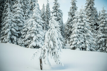 amazing winter landscape with snowy fir trees in the mountains