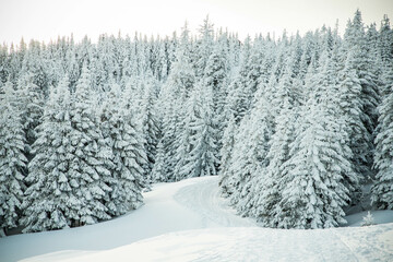 amazing winter landscape with snowy fir trees in the mountains