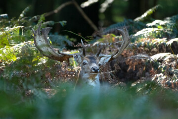 Damhirsch im Farn