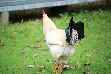 range chicken rooster