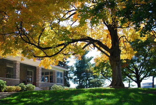 Bluestone Cottage Side View with Backlit Autumn Fall Maple Tree Sprawling Branch Shadows on Lush Green Grass Knoll Hill with Large Autumnal Yellow Leaf Tree Changing Colors