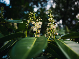 Spring flowers in the park