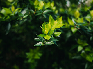 Fresh green leaves