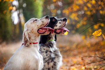 Group portrait of English Setter dogs in the autumn forest. Two white and black dogs look at their owner. Hunting dogs. Soft focus. - obrazy, fototapety, plakaty
