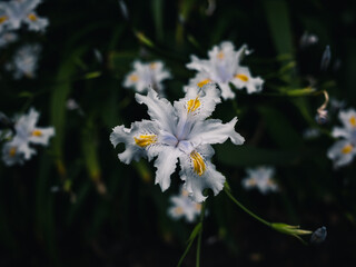 White flowers