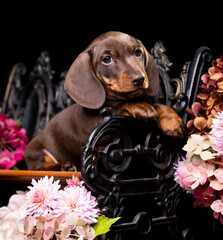 Dog dachshund puppy; Autumn decor from flowers