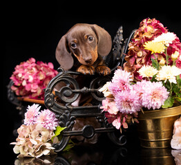 Dogs dachshunds puppy; Autumn decor from flowers