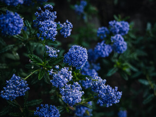 Flowers in the garden