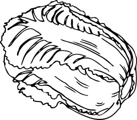napa cabbage, kimchi stuff , vegetables, illustration