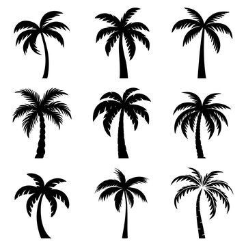 Flat Vector Cartoon Black and White Palm Trees, Palm Tree Silhouette Icon Set Isolated. Palm Design Template for Tropical, Vacation, Beach, Summer Concept. Vector Illustration. Front View