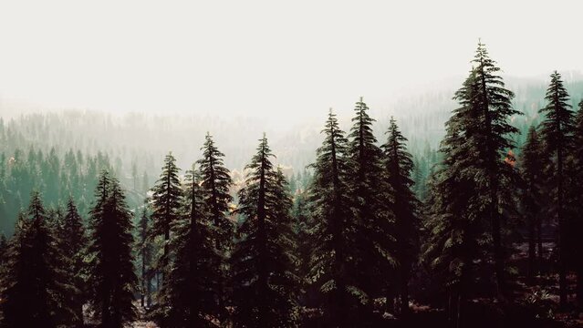 Fog covered trees in the mountains