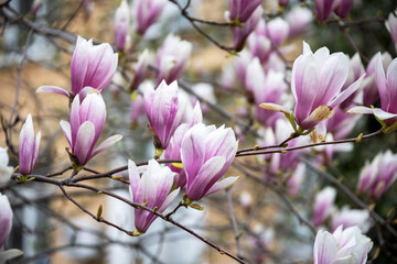 Pink magnolias. Blooming magnolia tree in the garden in spring. Beautiful delicate blurred floral background, bokeh.