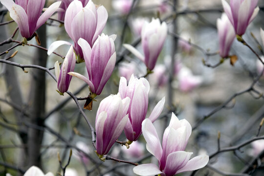 Delicate pink magnolias bloomed in the garden in spring. Beautiful floral background, bokeh. Selective focus