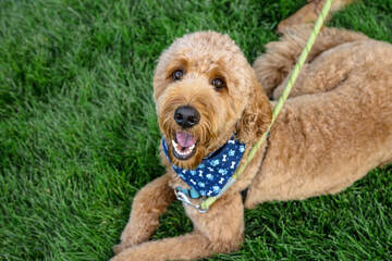 golden doodle with blue bandana laying in grass