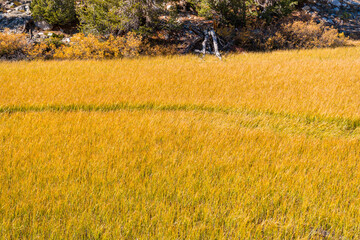 Hiking in Little Lakes Valley in the Eastern Sierra Nevada Mountains outside of Bishop, California. Meandering stream flowing through tall golden grass in the autumn season.