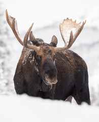 Moose in snow in the Rocky Mountains 