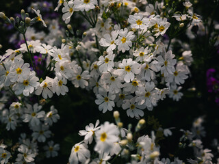 white flowers in spring