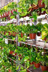 Many pothos plants in pot displayed in plant store