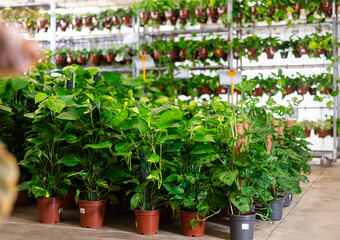 Fototapeta na wymiar Many pothos plants in pot displayed in plant store