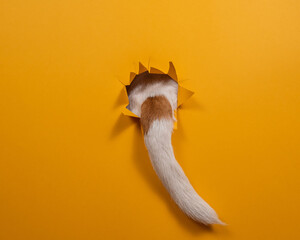 The tail of a Jack Russell Terrier dog sticks out of torn paper on an orange background. 