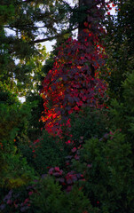 red ivy leaves growing on a tree trunk, illuminated by sunlight
