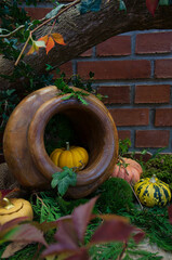 autumn pumpkins in a jug and leaves on the background of a brick wall