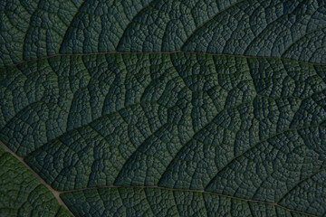 dark green gunnera leaf surface