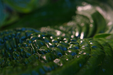 wet surface of a wrinkled hosta leaf, close up